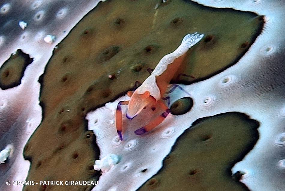 Crevette nettoyeuse impériale