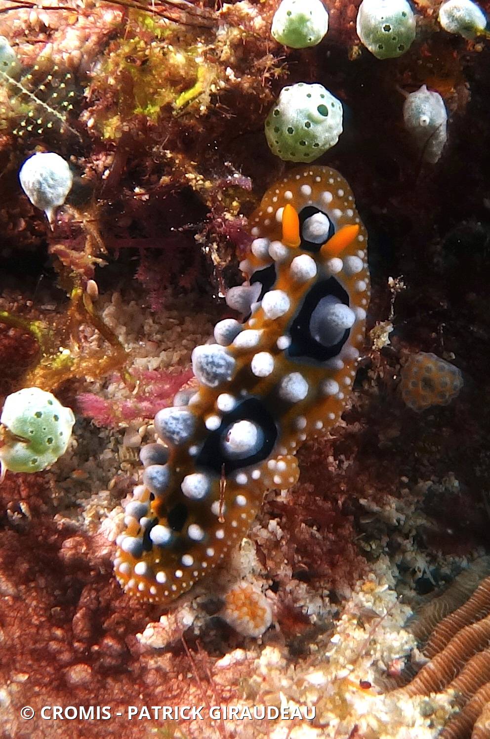 Phyllidie ocellée
