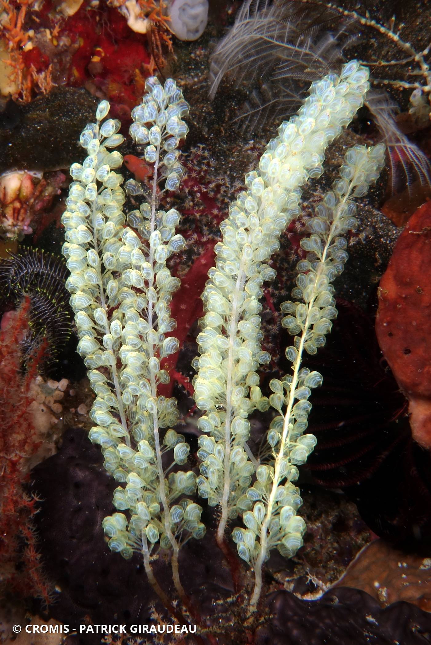 Pérophore bleutée