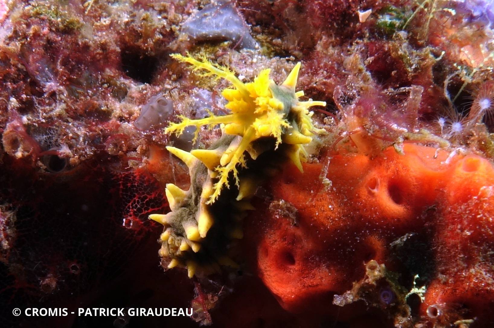 Holothurie robuste