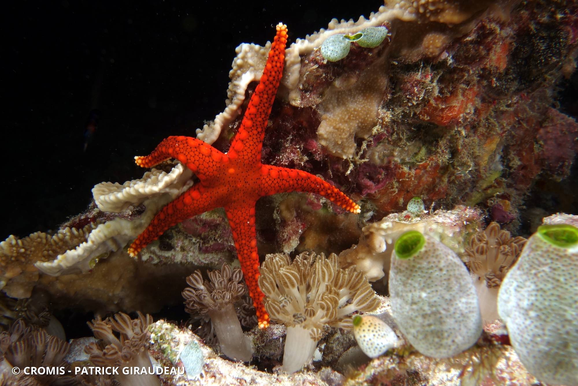 Etoile de mer indienne