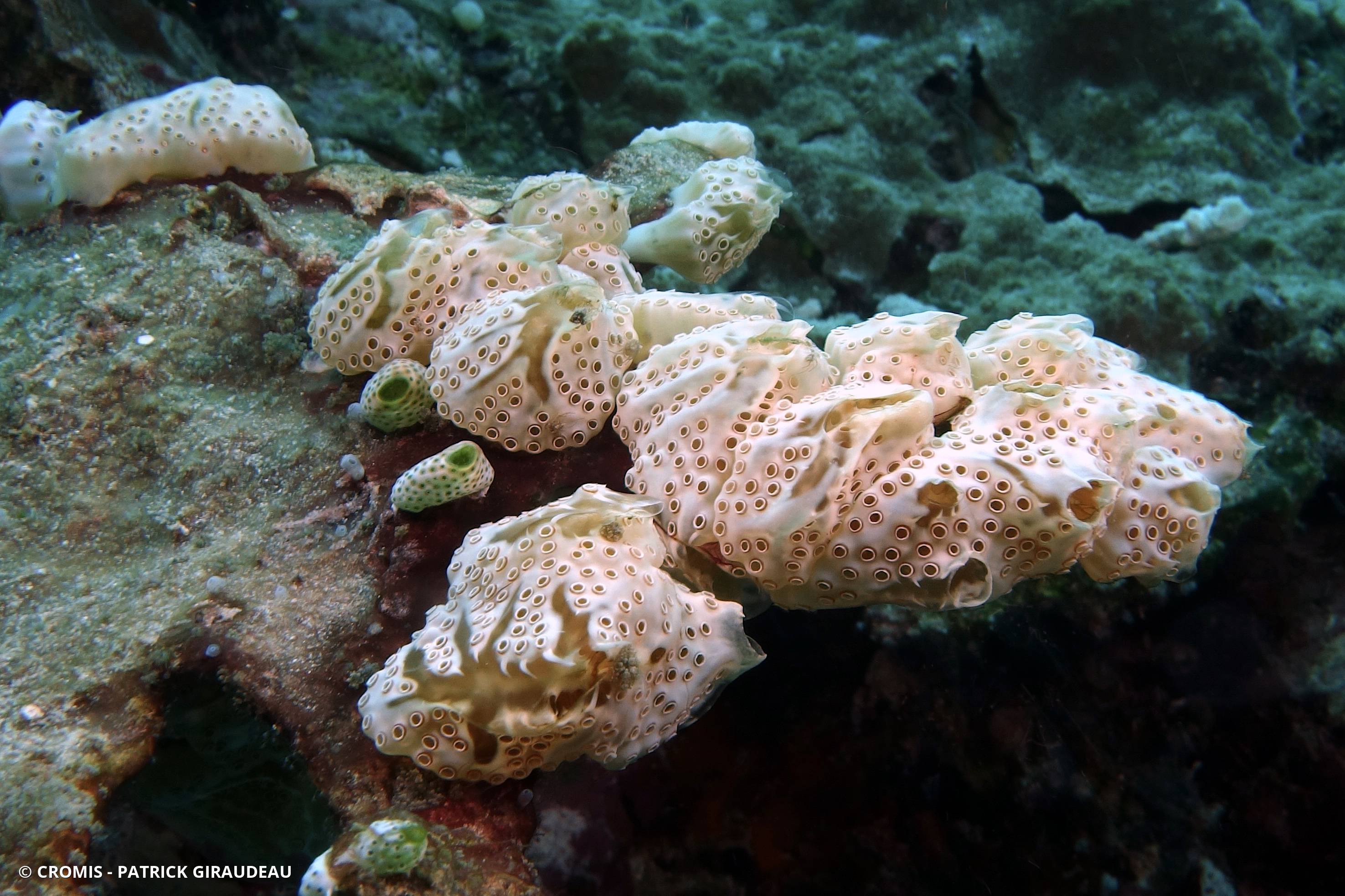 Aplidium à lobes courts