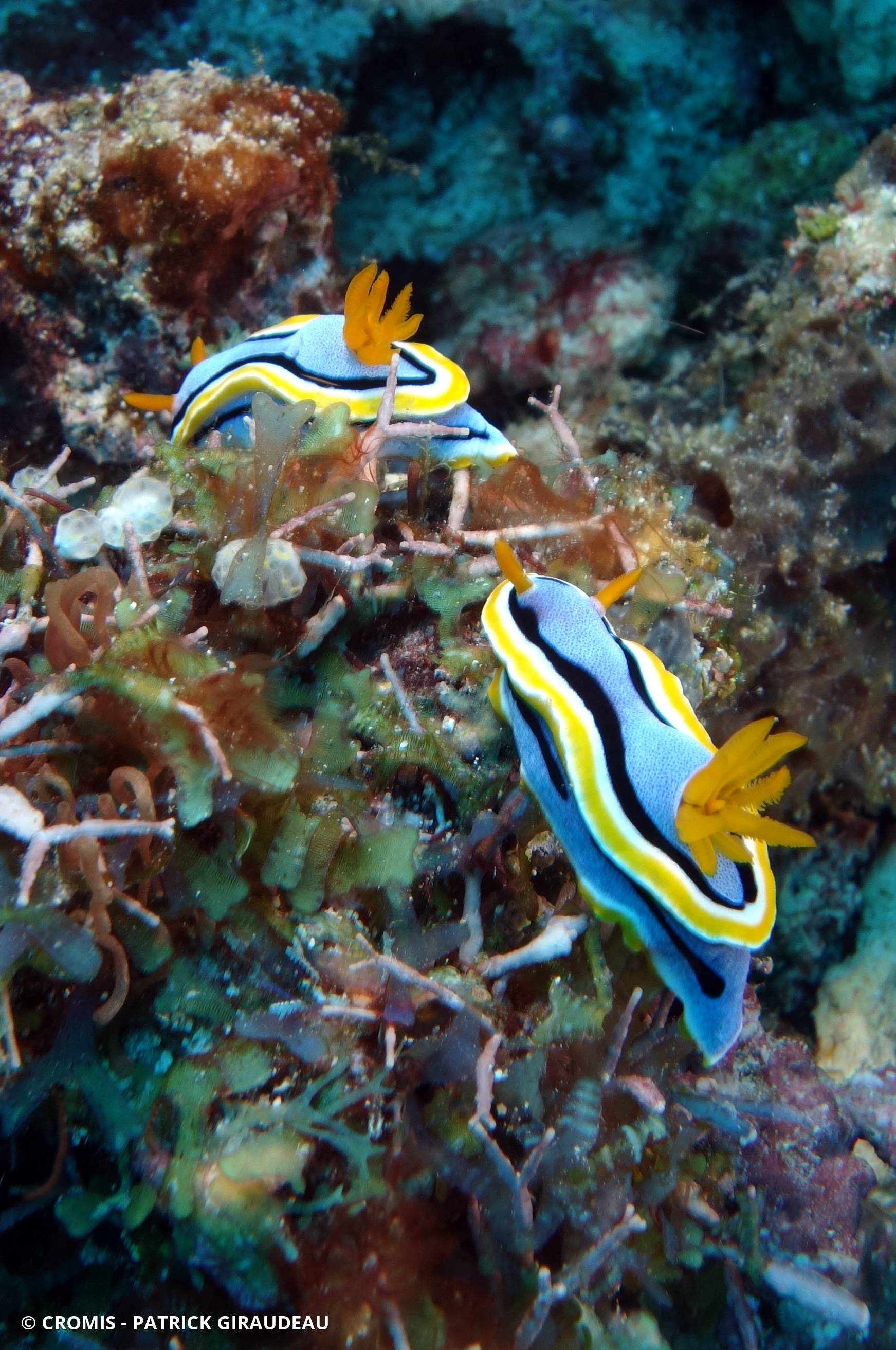 Chromodoris d'Anne