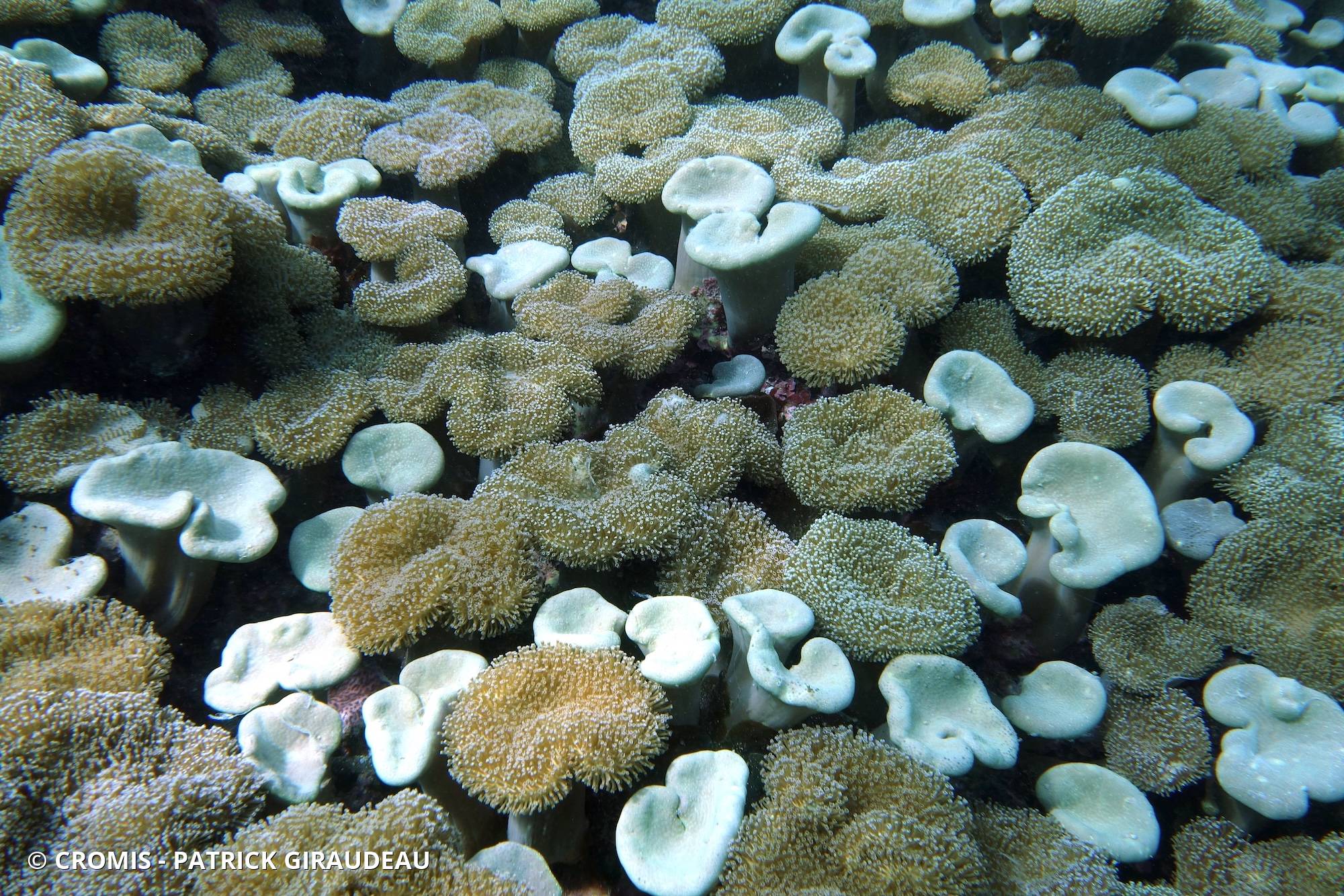 Alcyonaire champignon