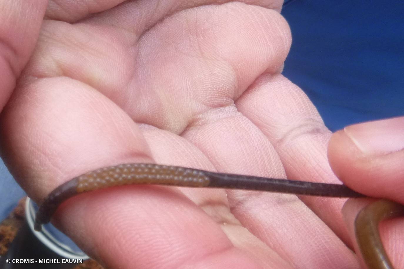 Nérophis ophidion