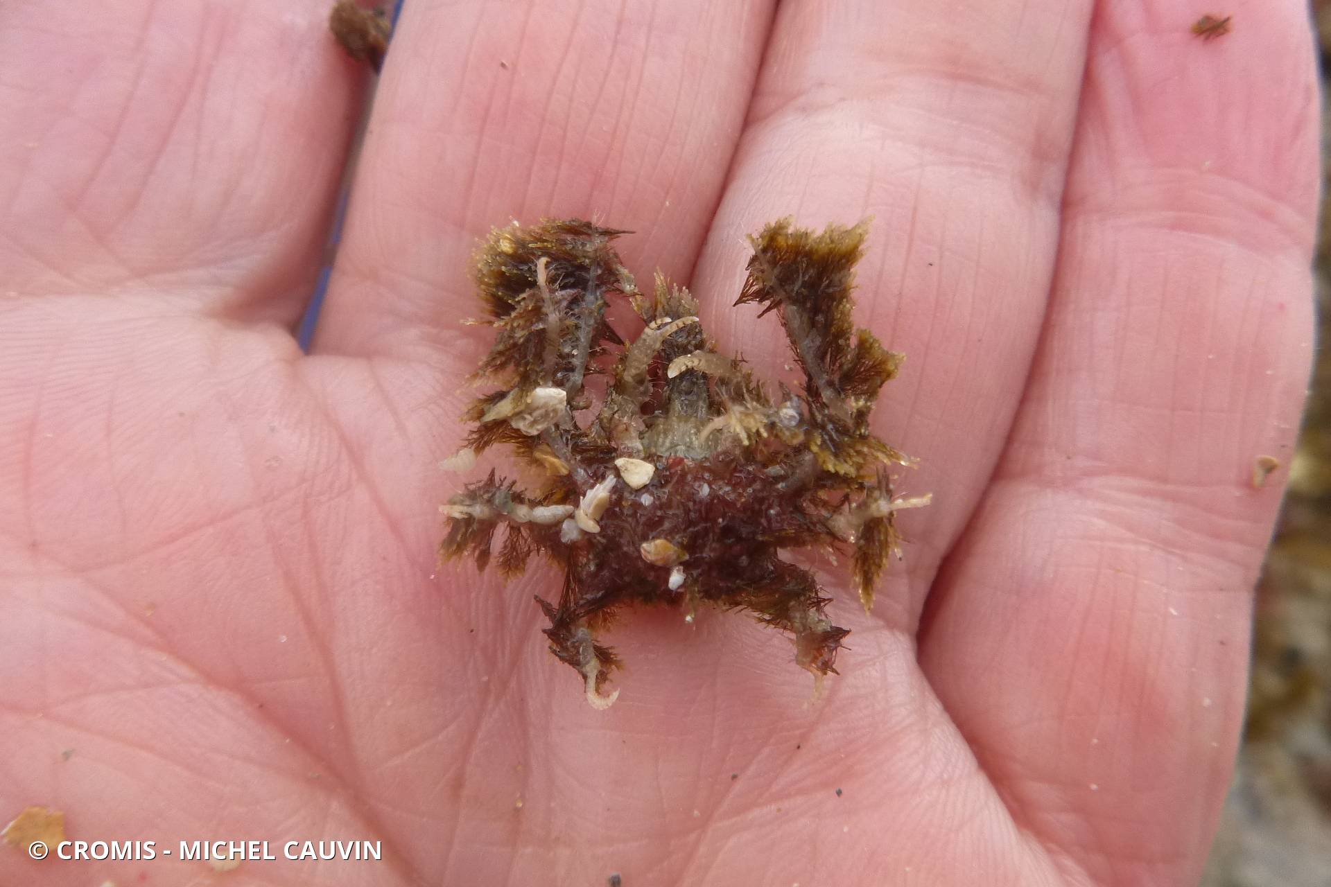Crabe araignée de Cranch