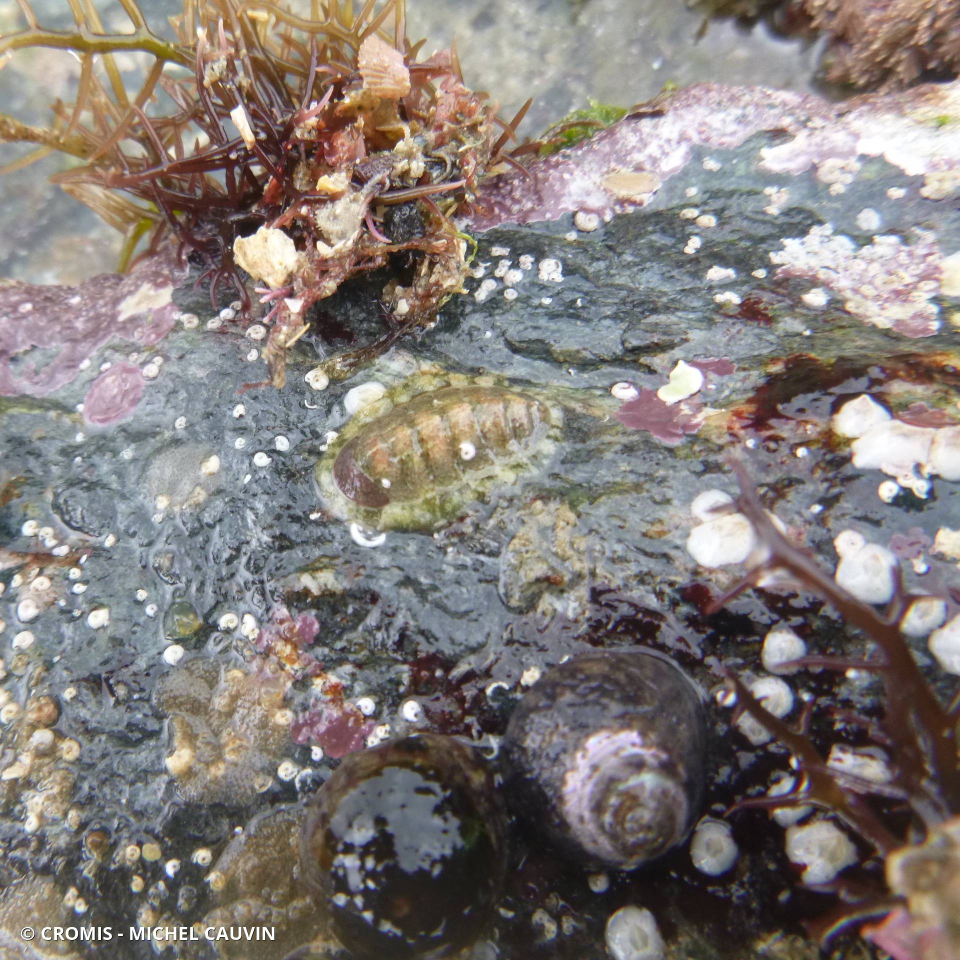 Leptochiton