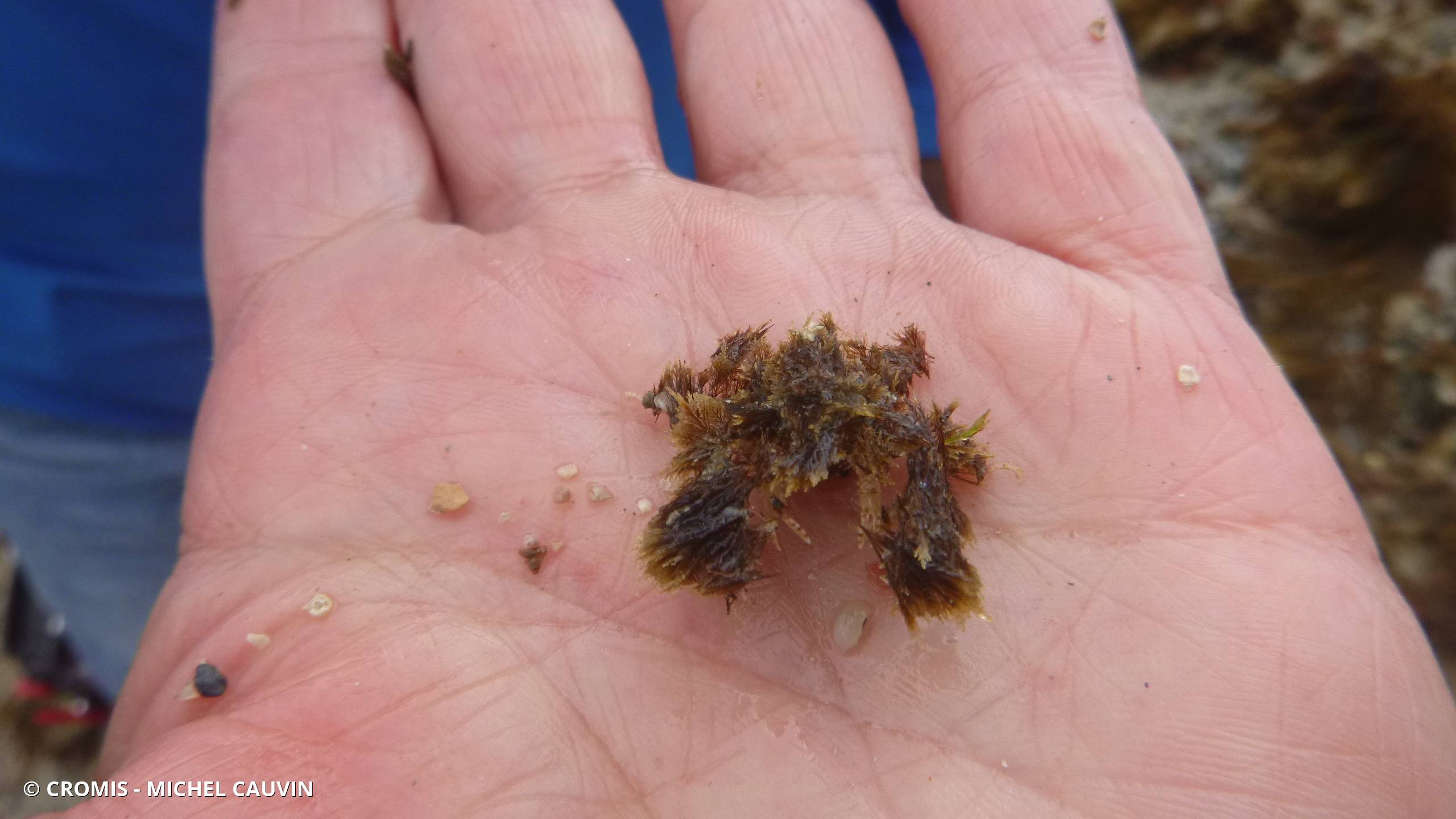 Crabe araignée de Cranch