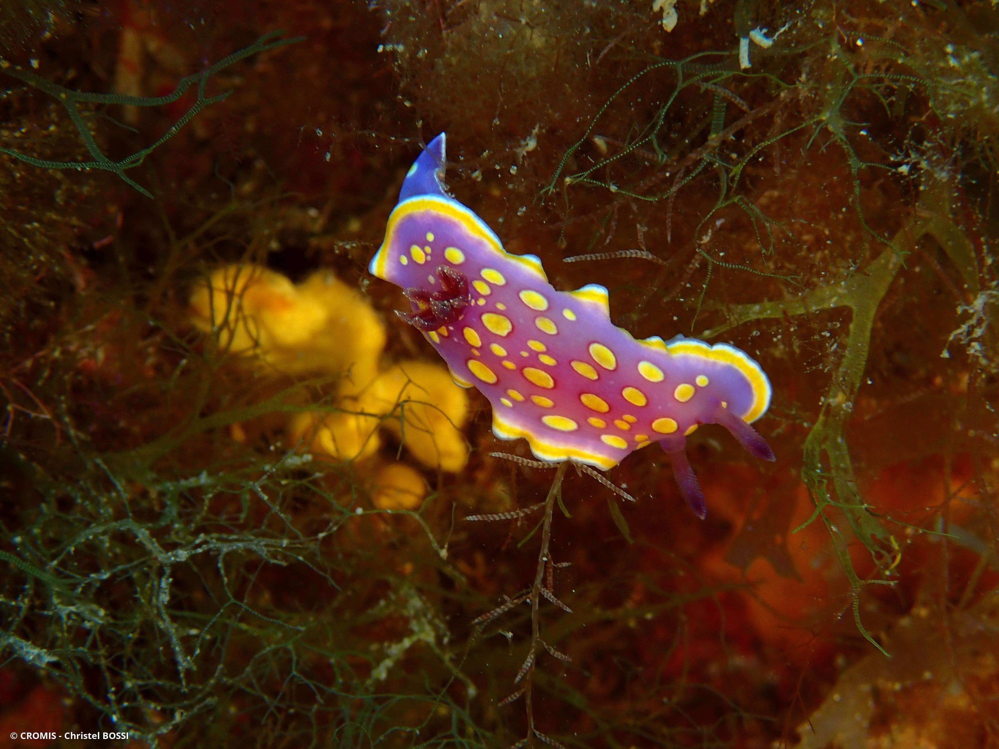 Doris tachetée mauve