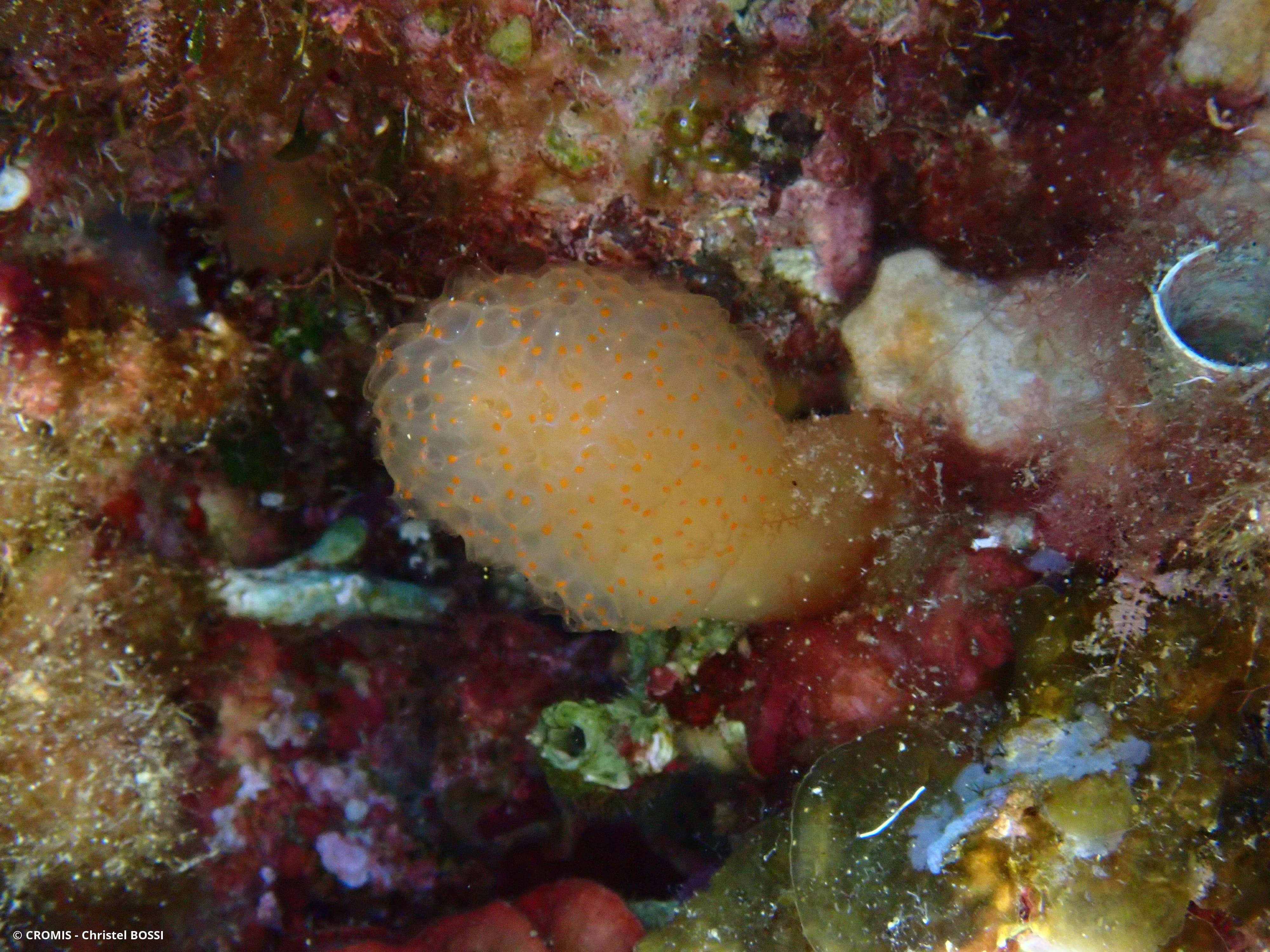 Couenne de mer de Méditerranée