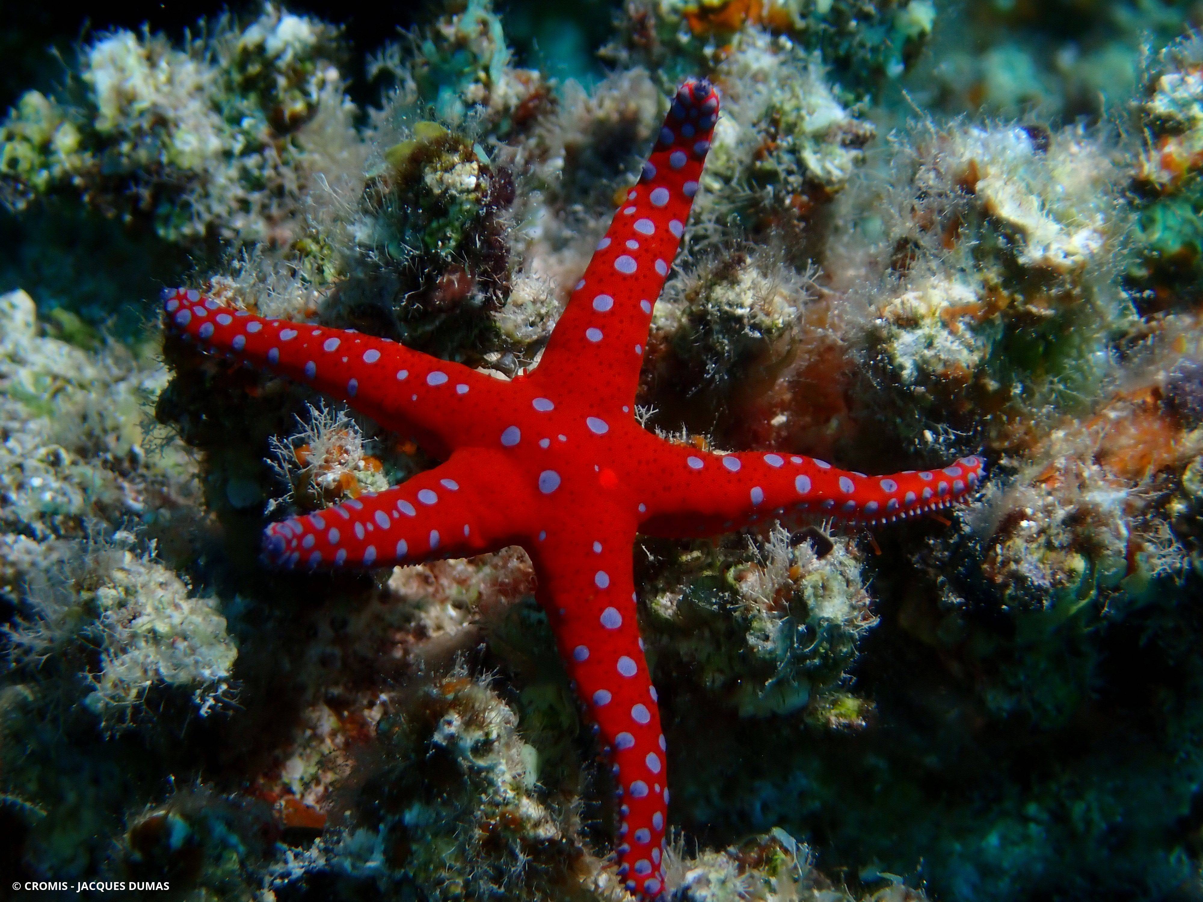 Etoile d'Hurghada