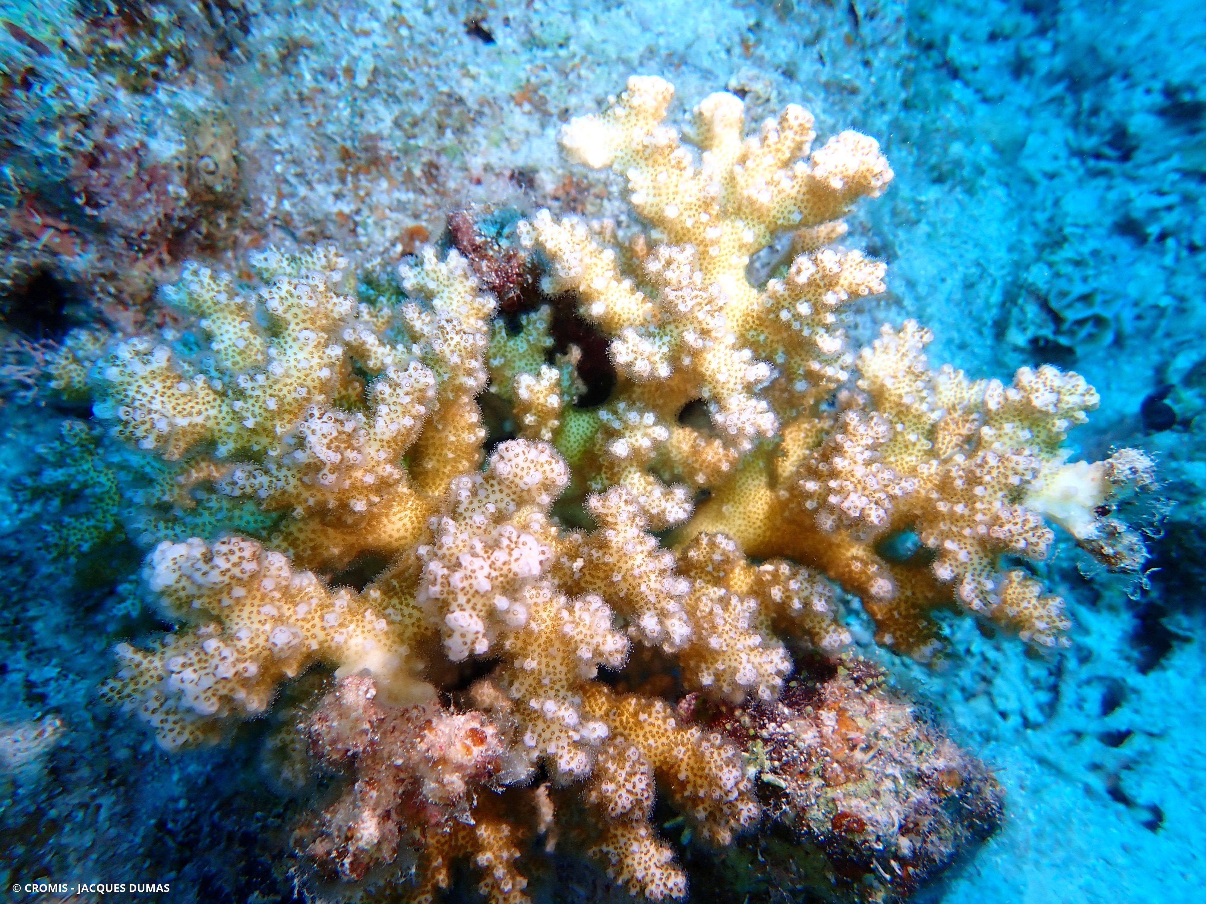Corail chou-fleur