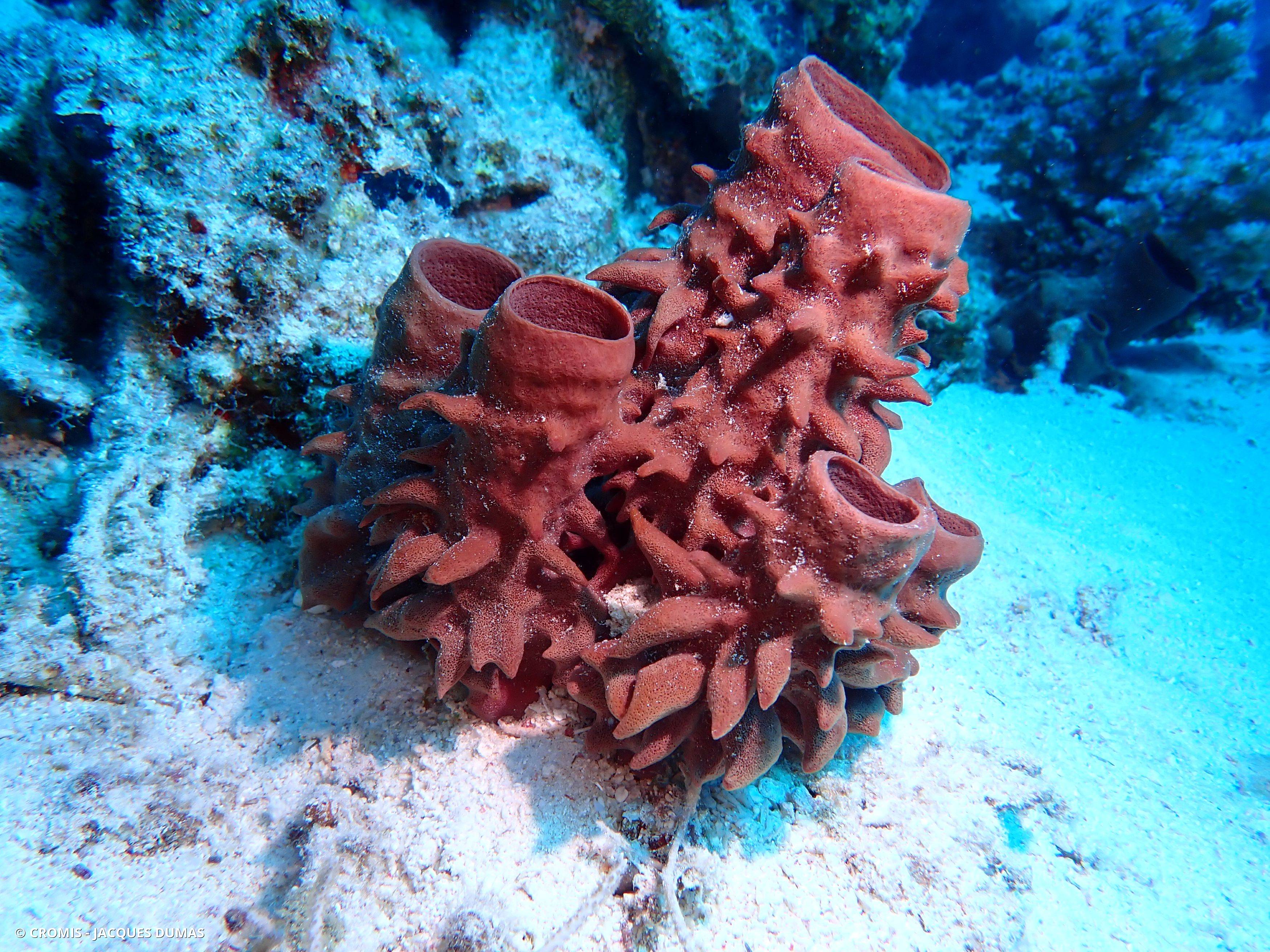 Eponge tubulaire de Mer Rouge