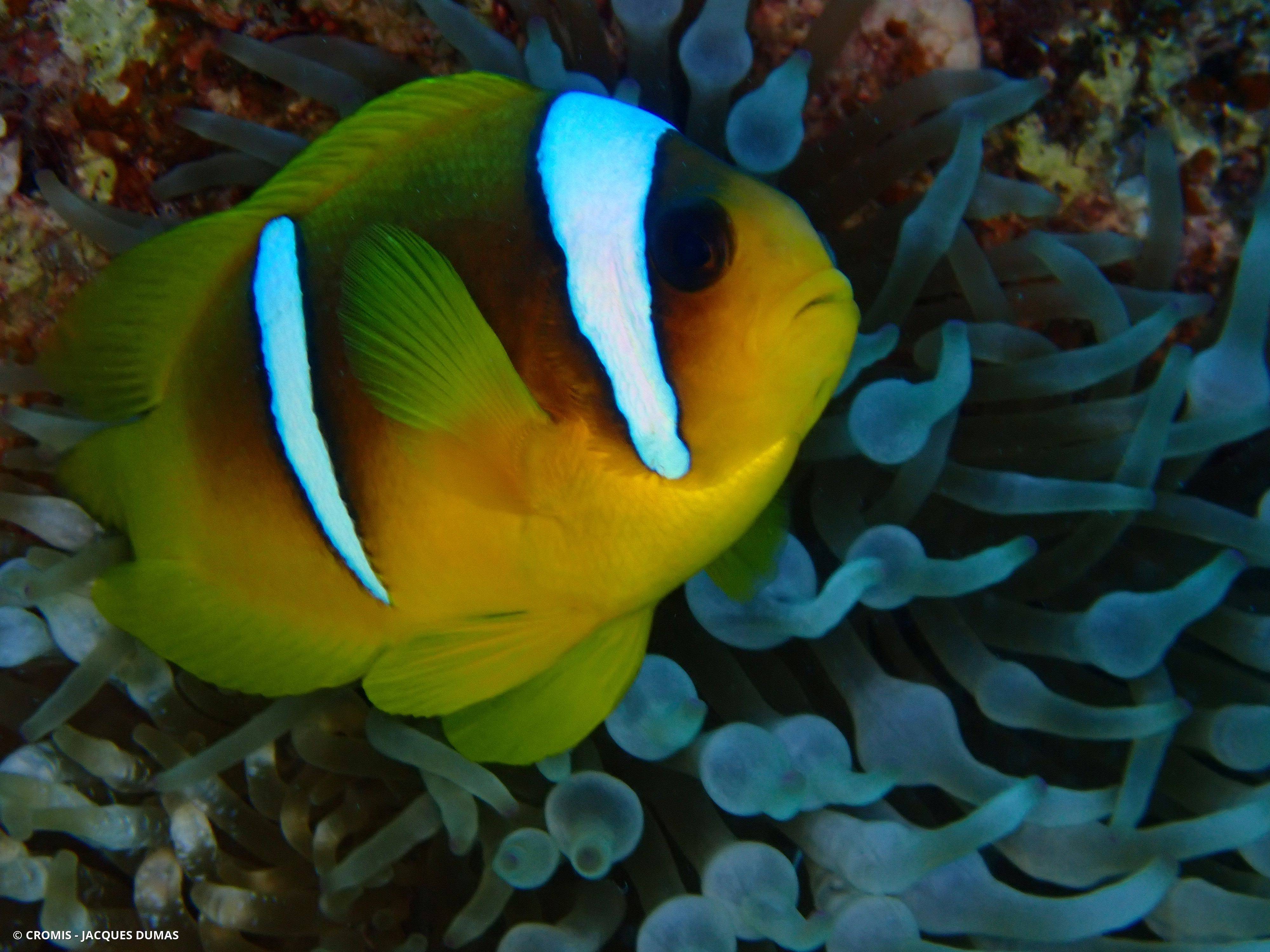 Poisson-clown à deux bandes