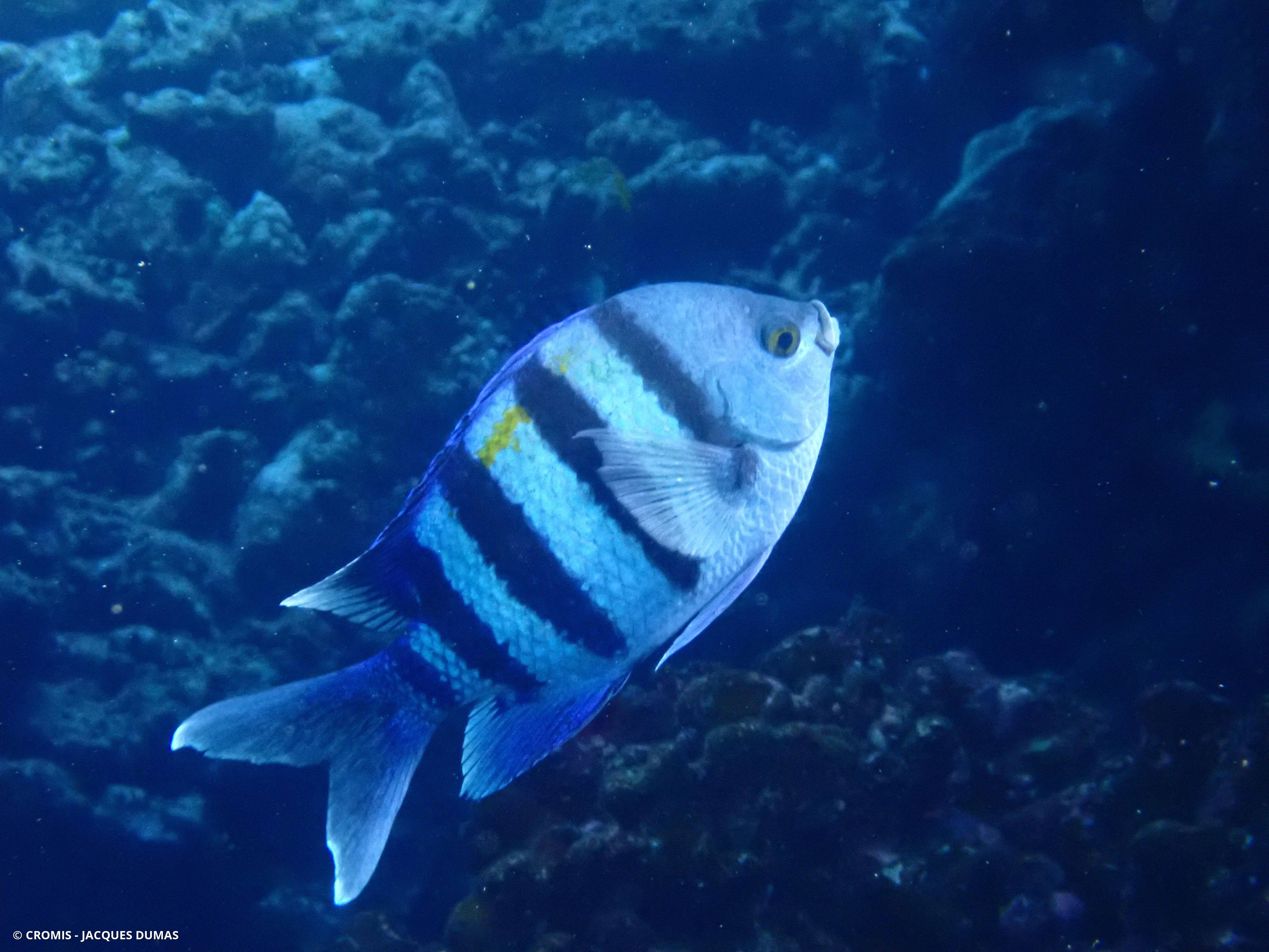 Poisson-bagnard