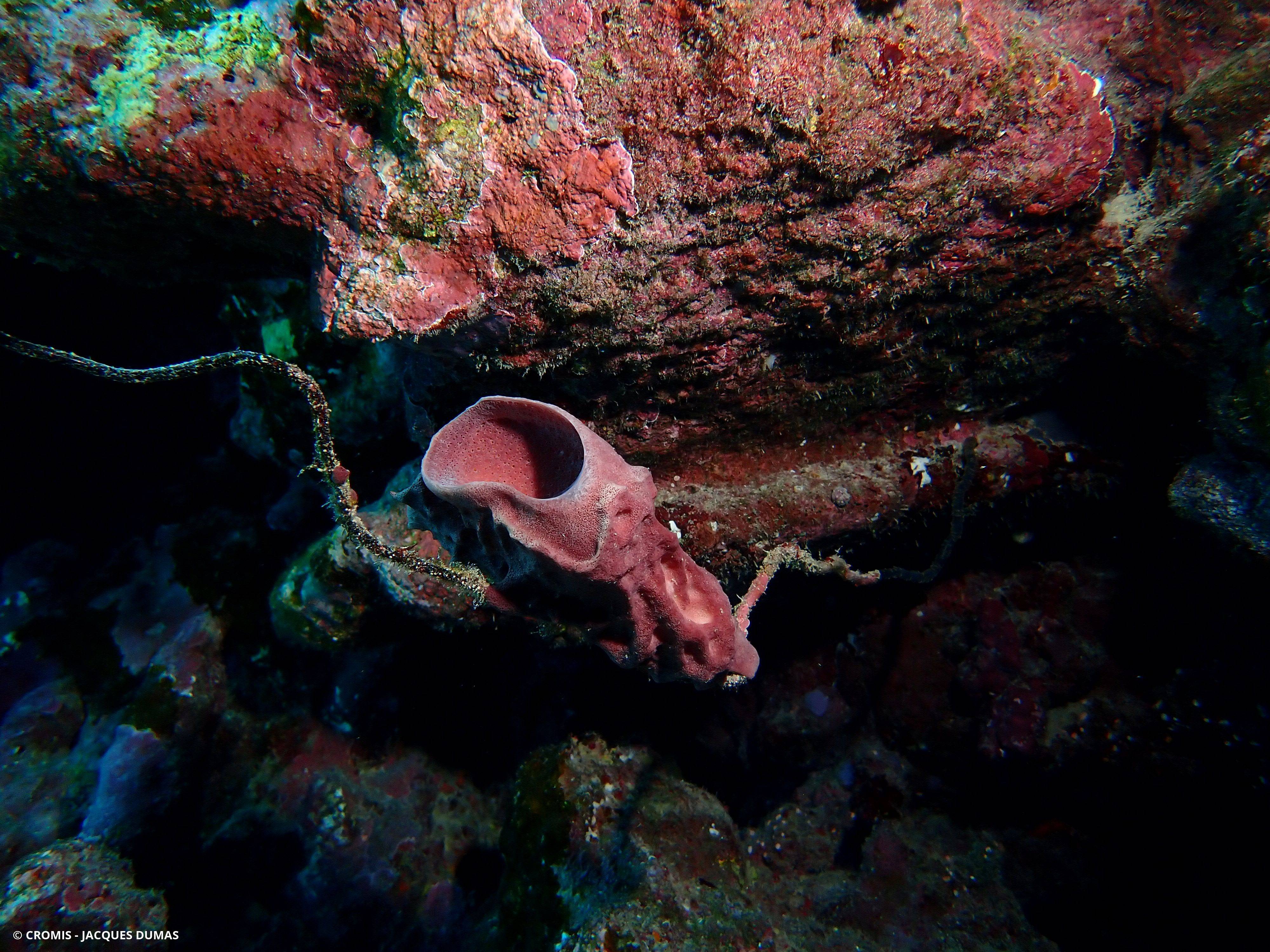 Eponge tubulaire de Mer Rouge