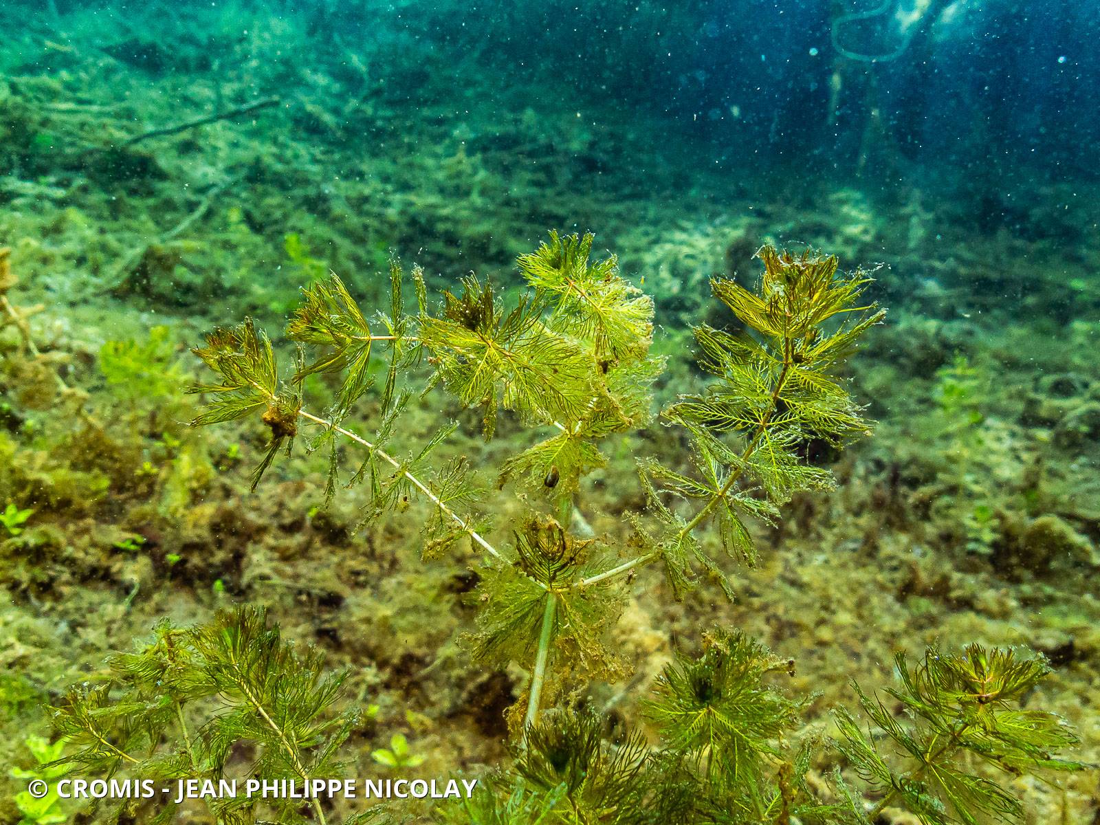 Myriophylle
