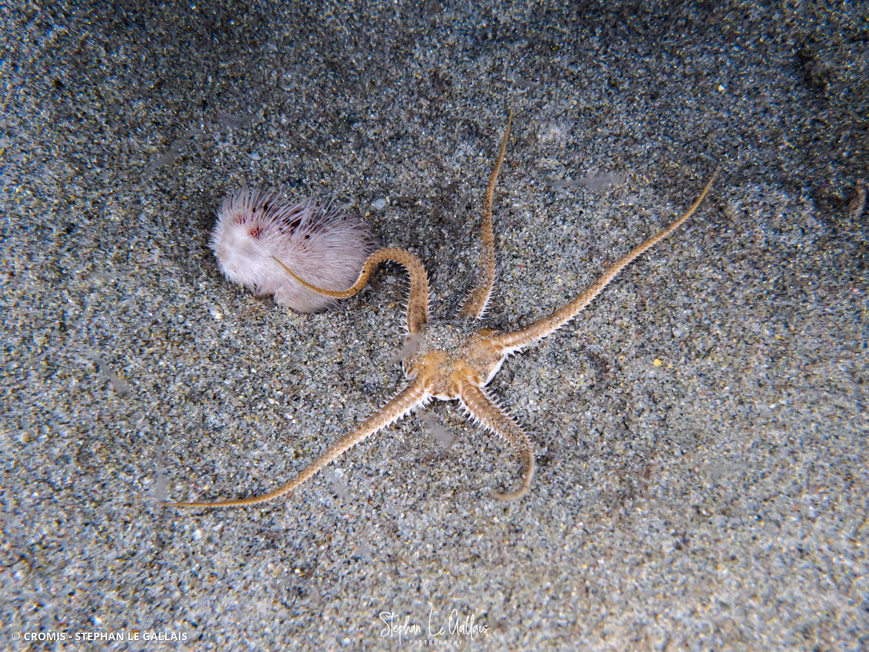 Ophiure commune