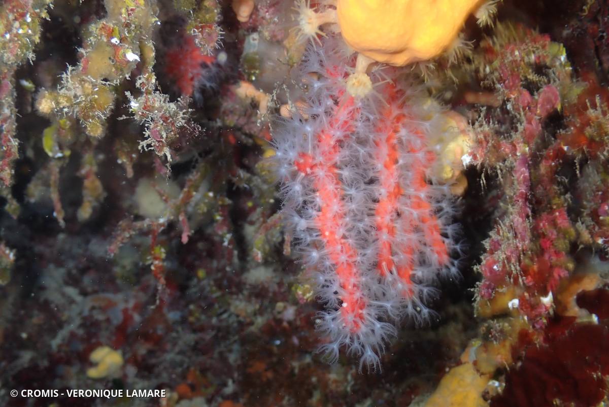 Corail rouge de Méditerranée