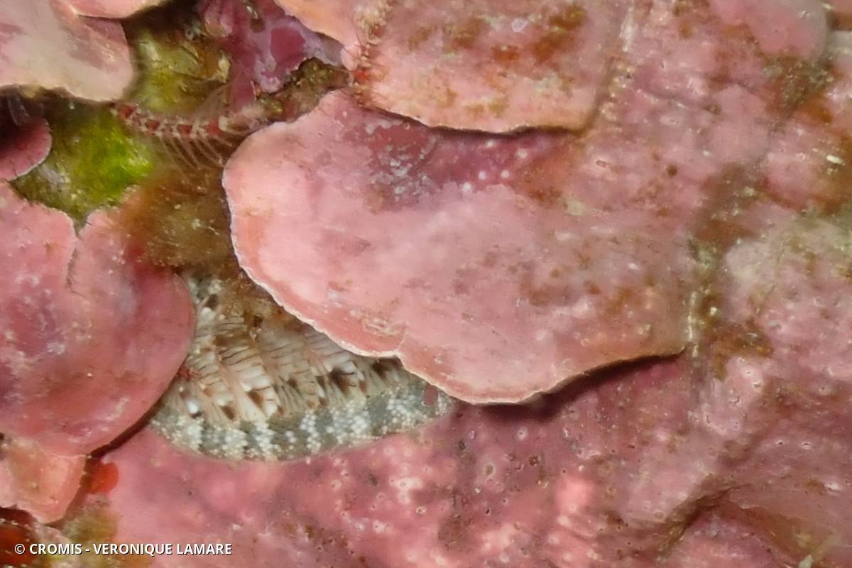Chiton vert