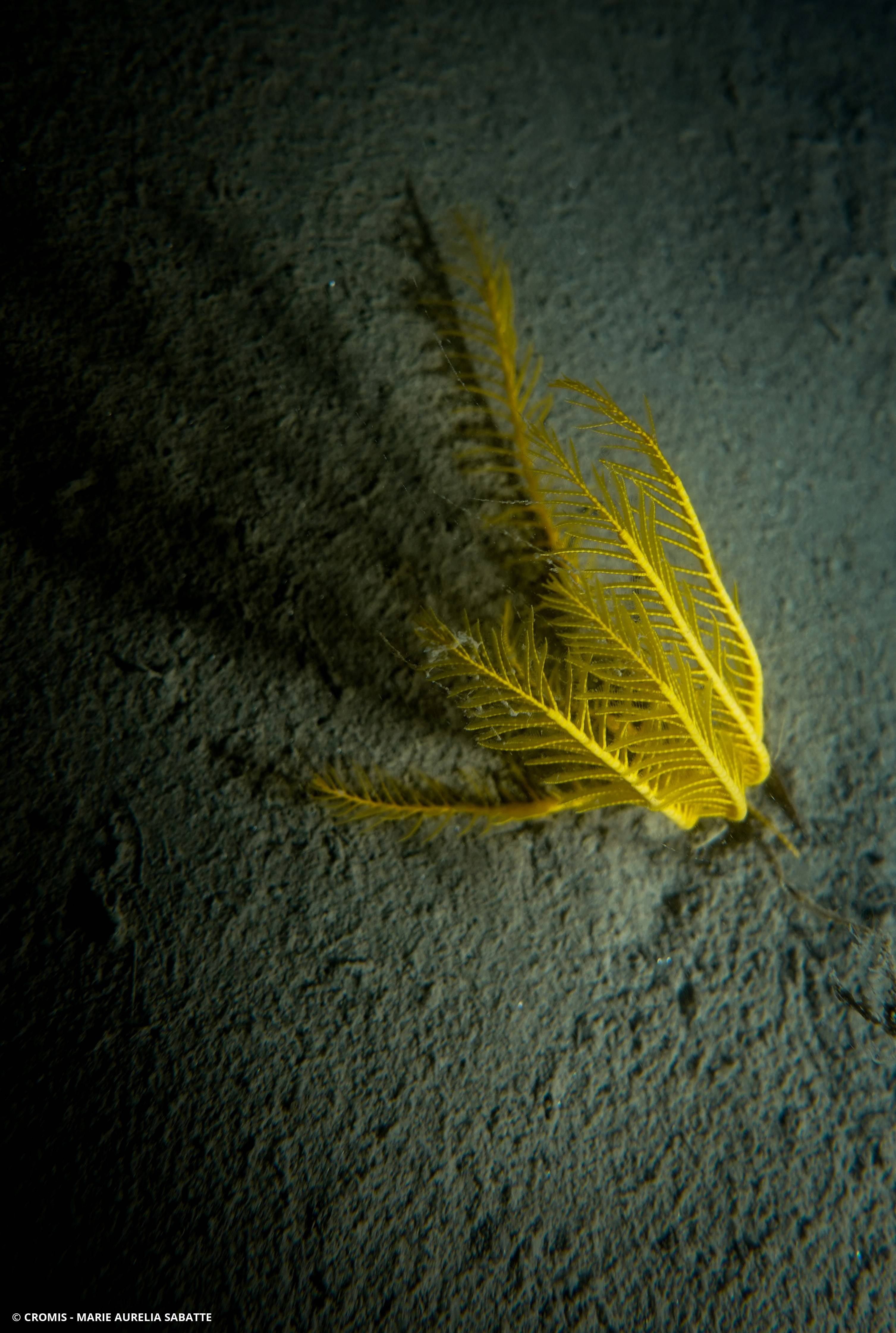 Comatule de Méditerranée