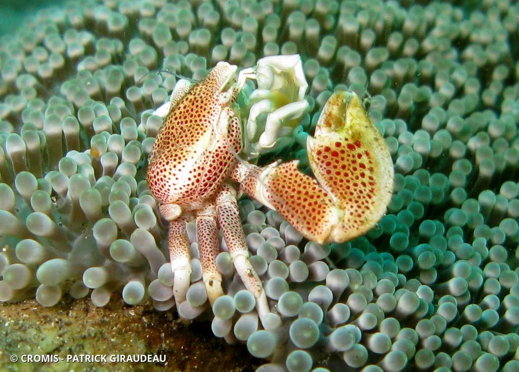Crabe porcelaine