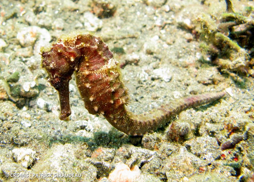 Hippocampe hérissé