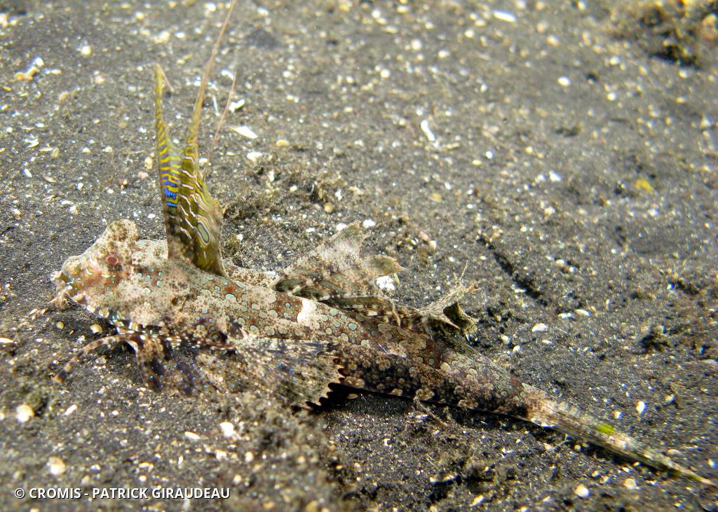 Dragonet dactylé