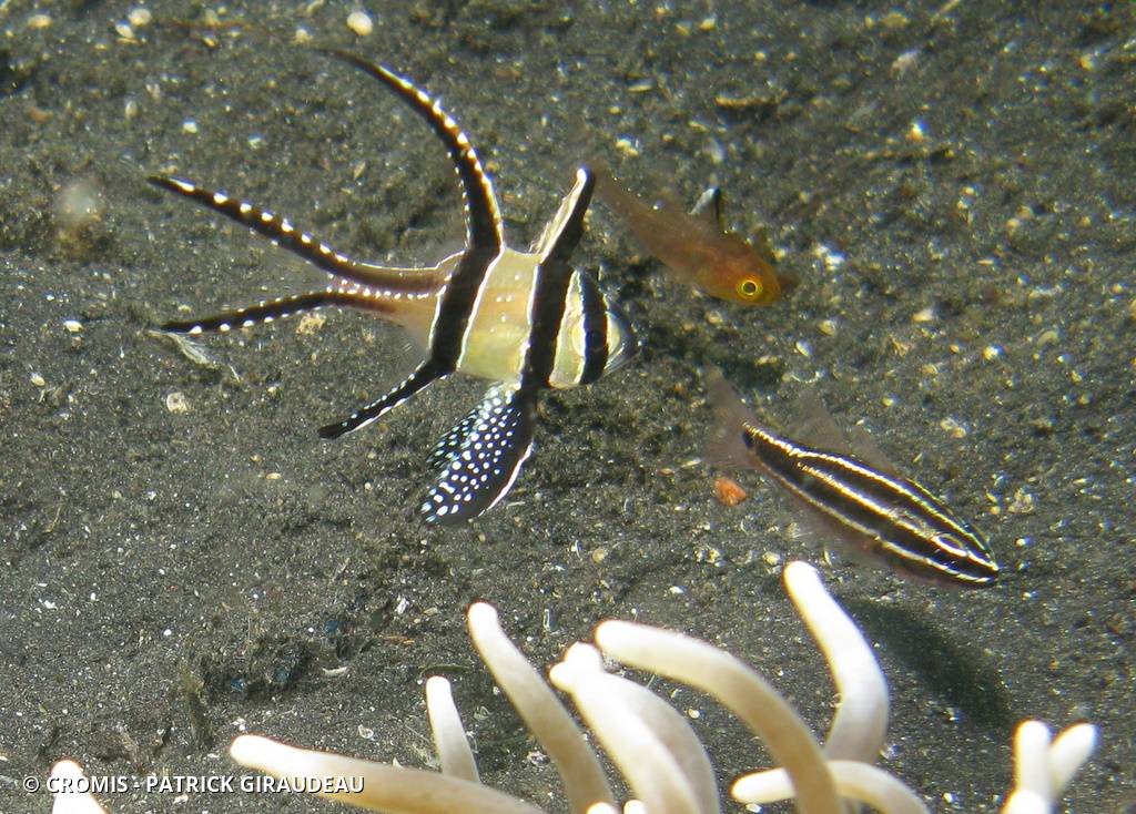 Poisson-cardinal de Banggai