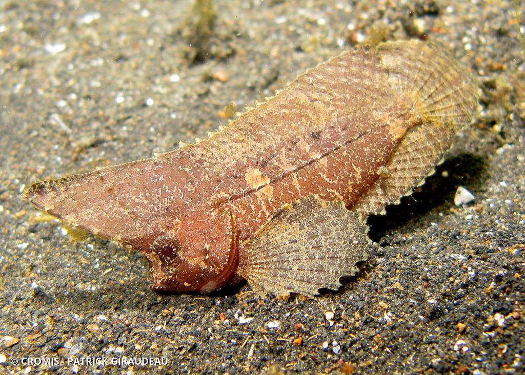 Poisson-guêpe cacatoès