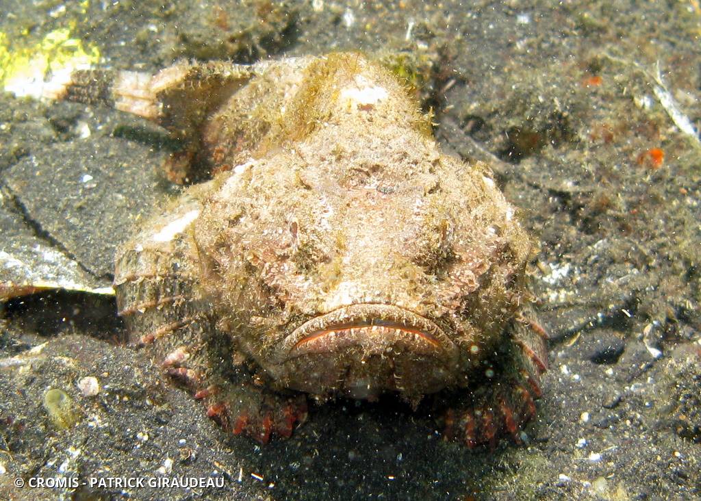 Poisson-scorpion diable