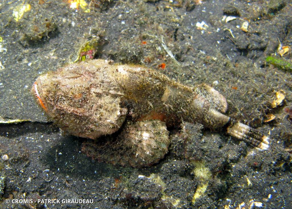 Poisson-scorpion diable