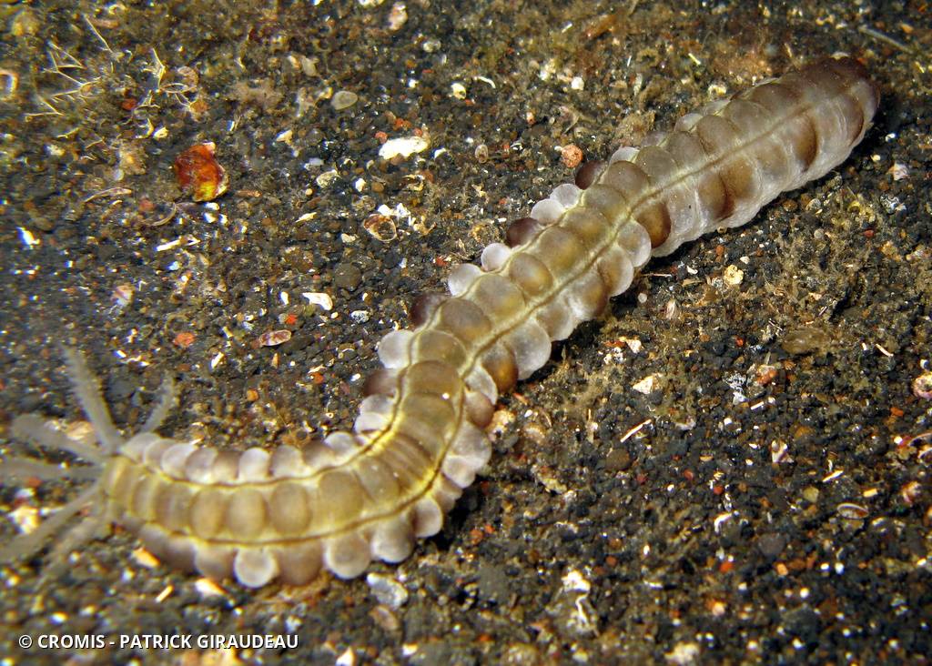 Holothurie serpent collante