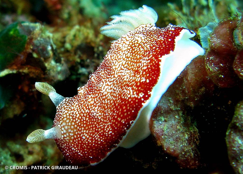 Chromodoris réticulée