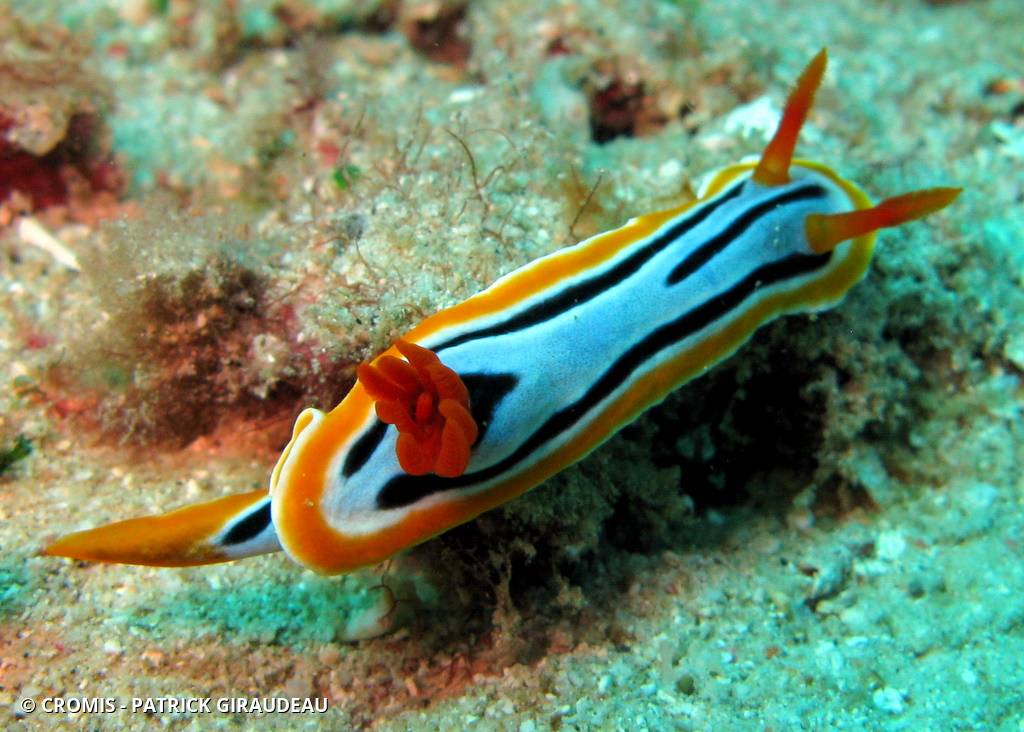 Chromodoris d'Anne
