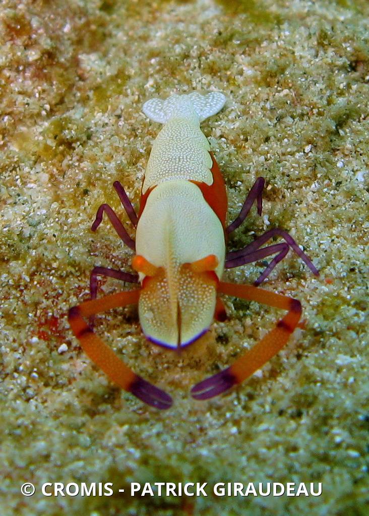 Crevette nettoyeuse impériale