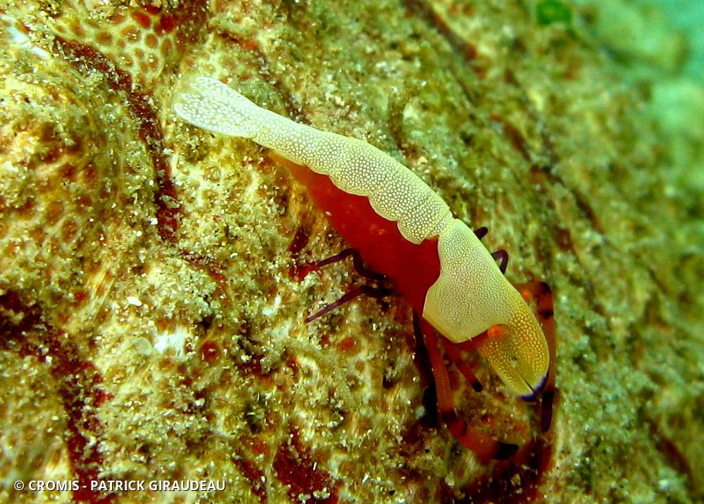 Crevette nettoyeuse impériale