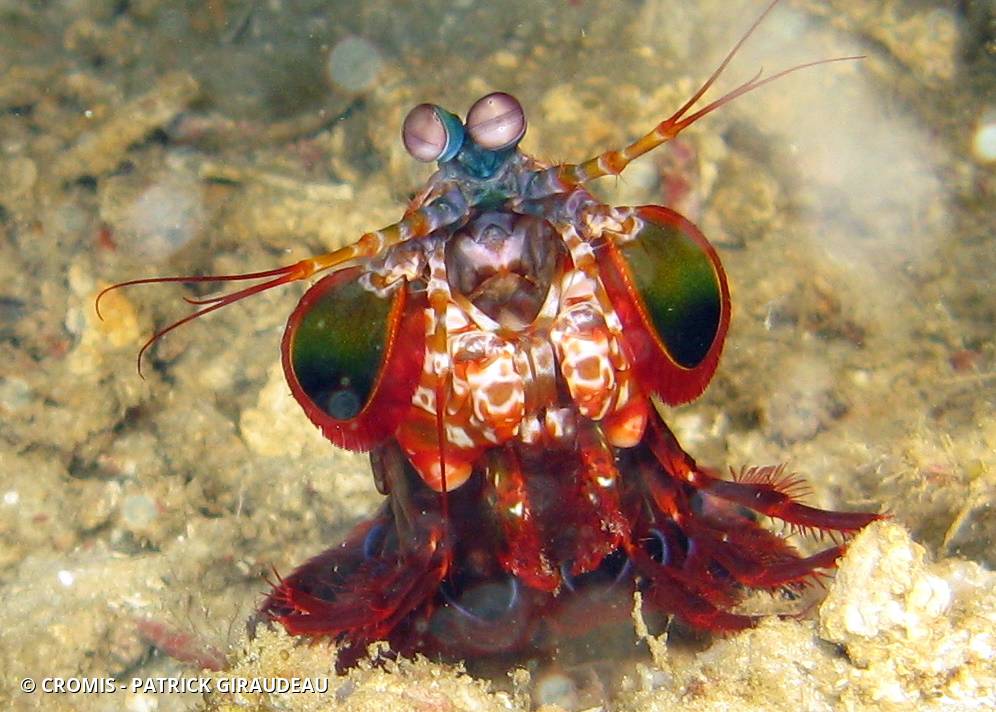 Mante de mer paon