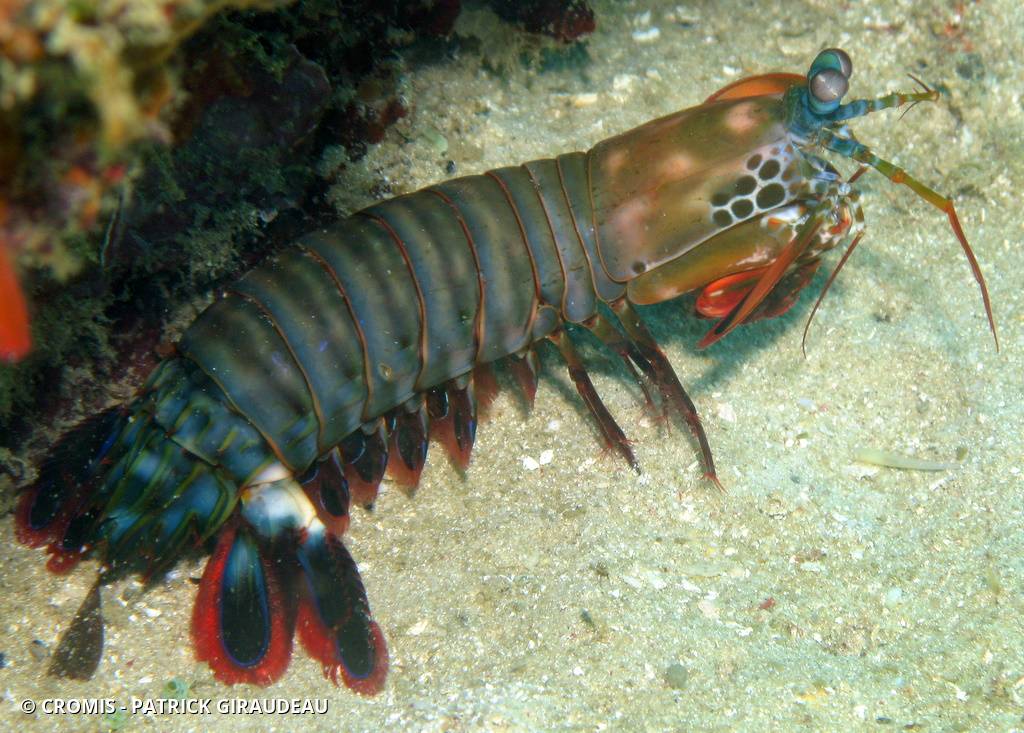 Mante de mer paon