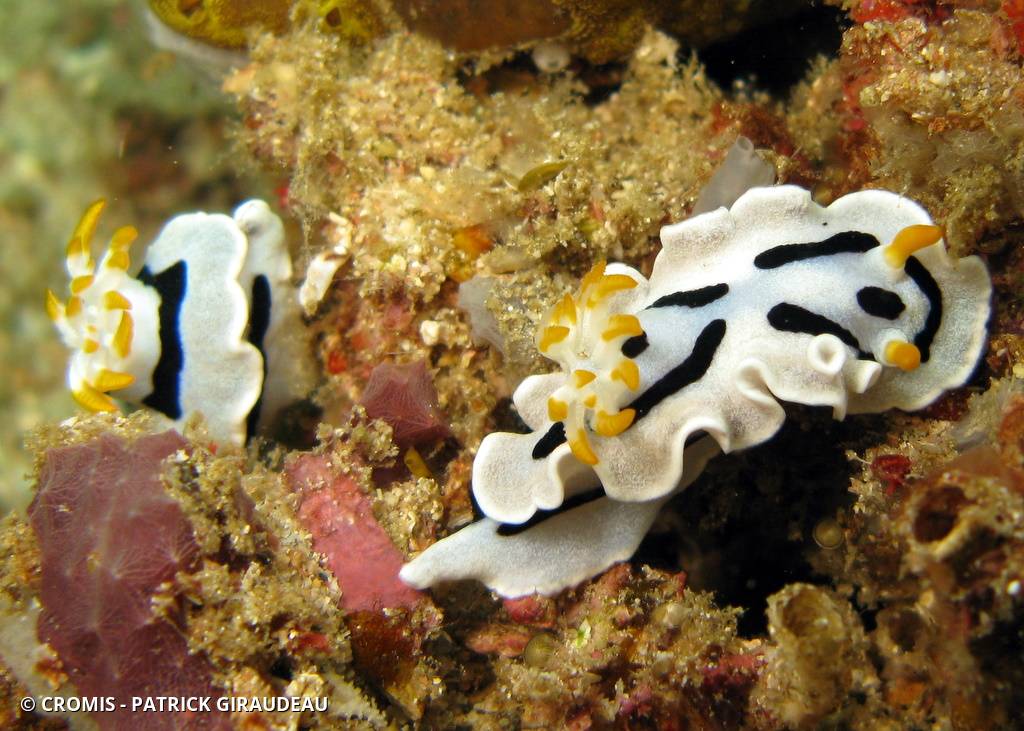 Chromodoris de Diane