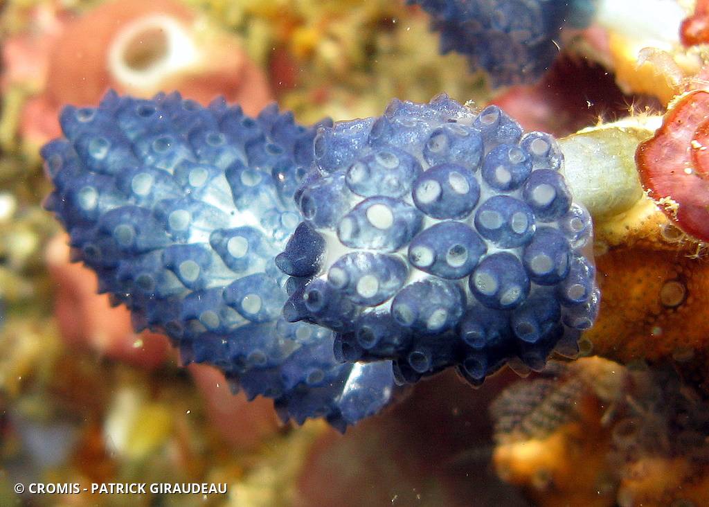 Ascidie pédonculée bleue