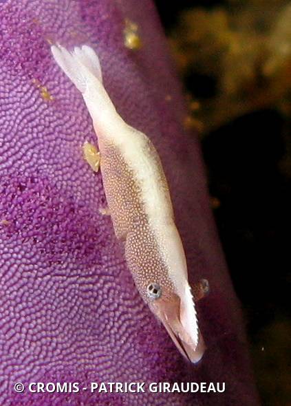 Crevette des astérides