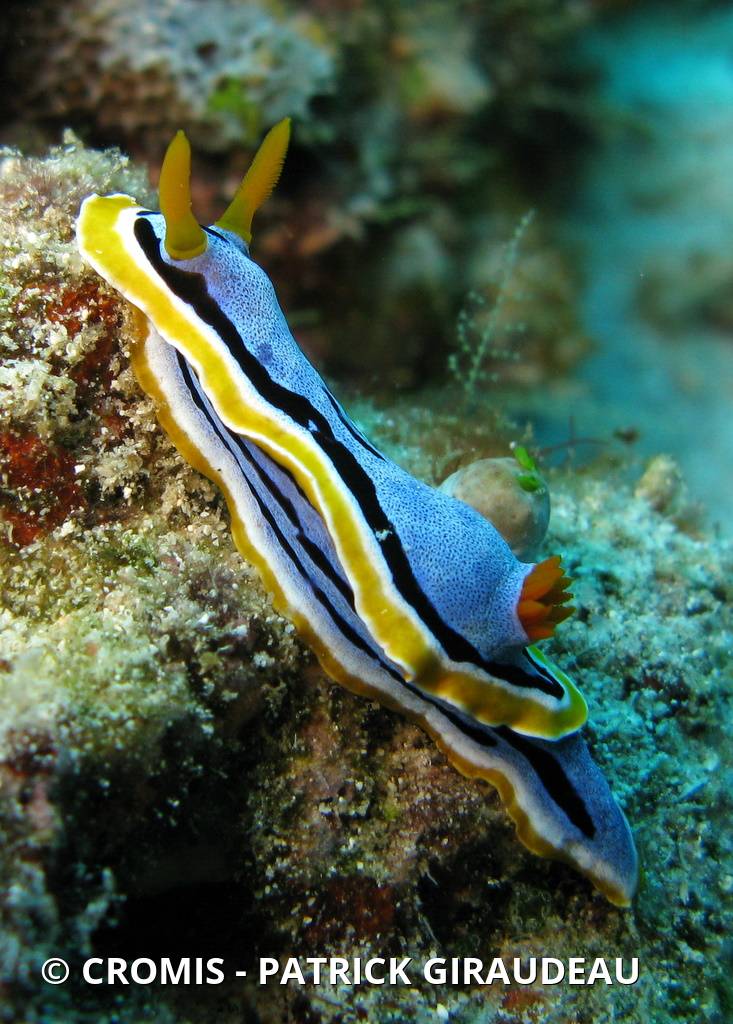 Chromodoris d'Anne
