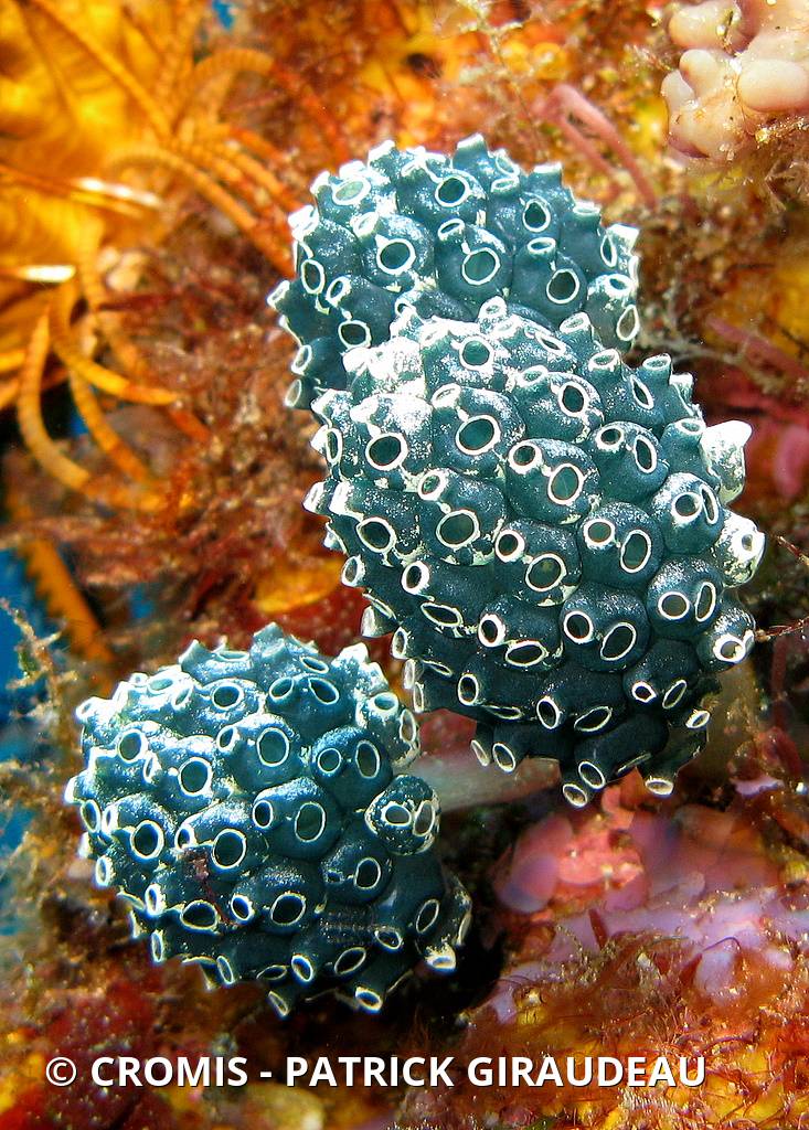 Ascidie pédonculée bleue