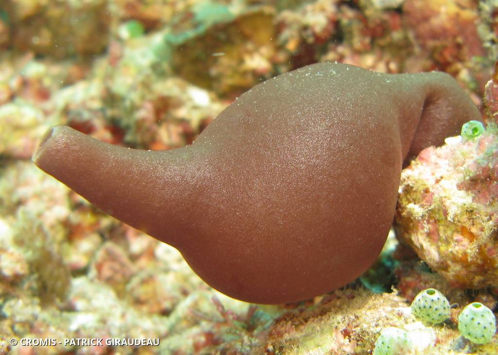 Eponge biniou