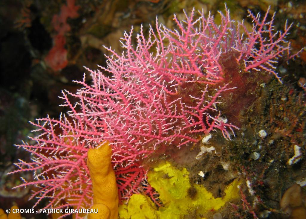 Corail dentelle rose