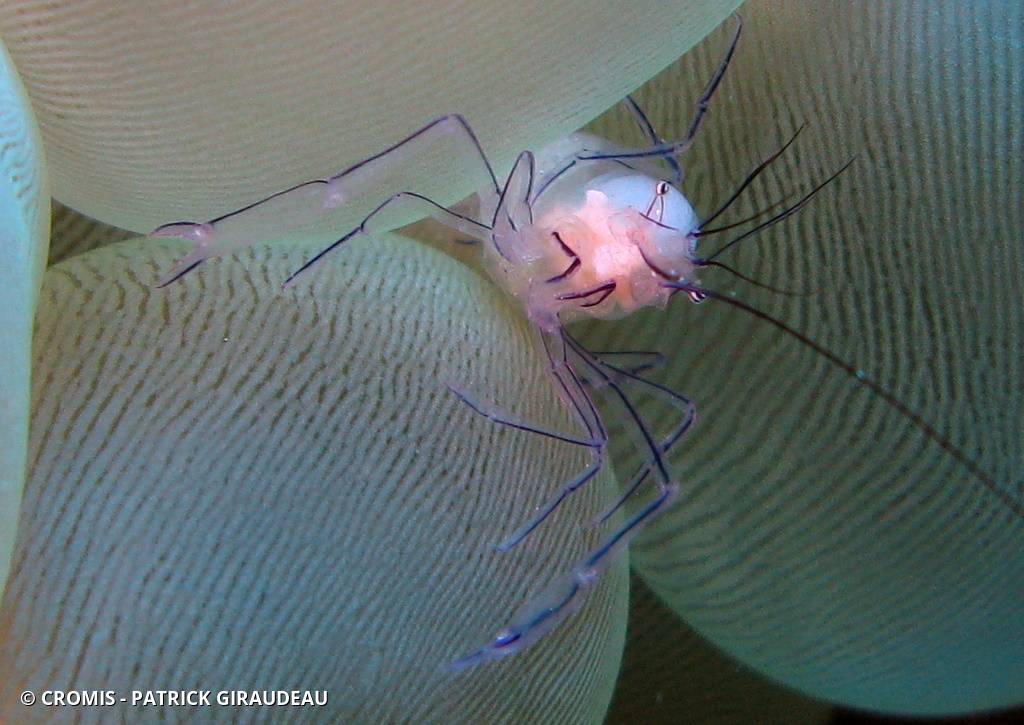 Crevette du corail bulle