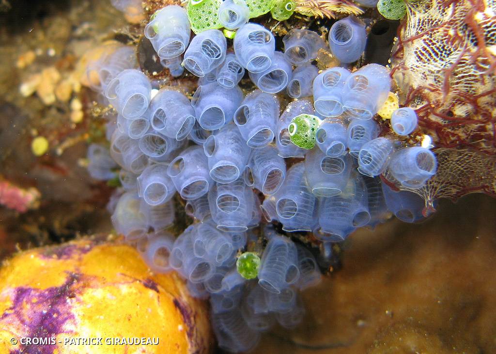 Claveline bleue tropicale
