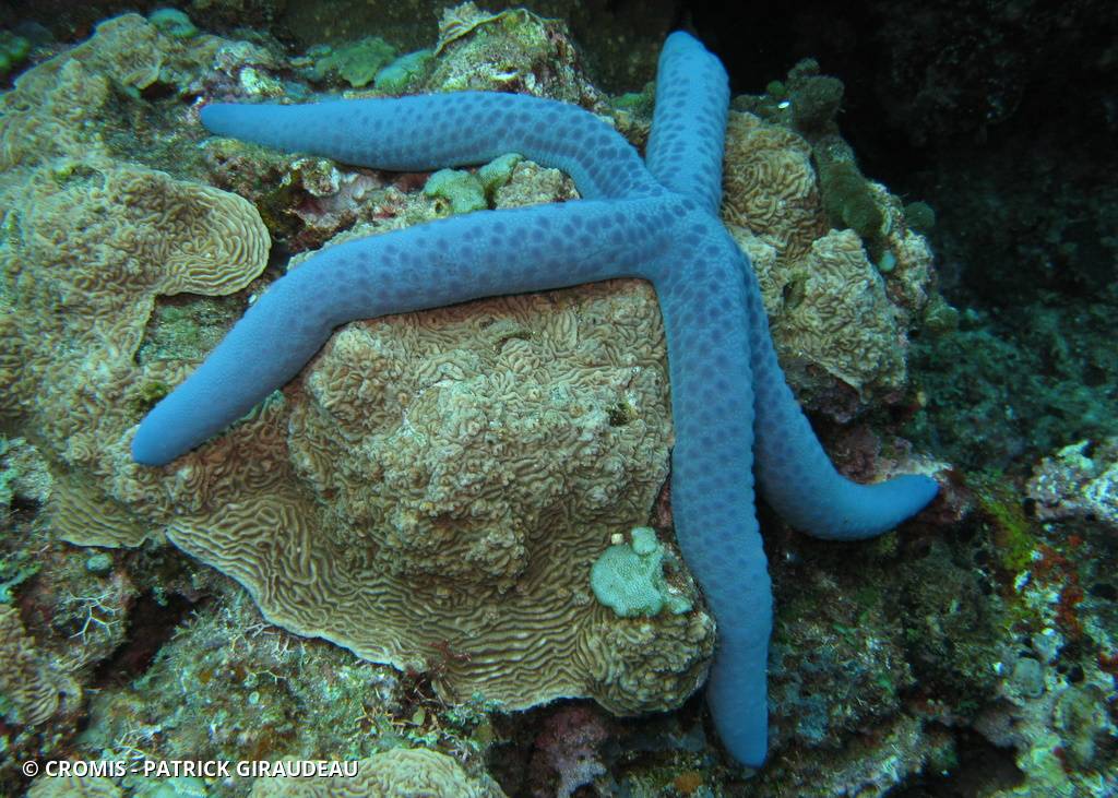 Linckia bleue