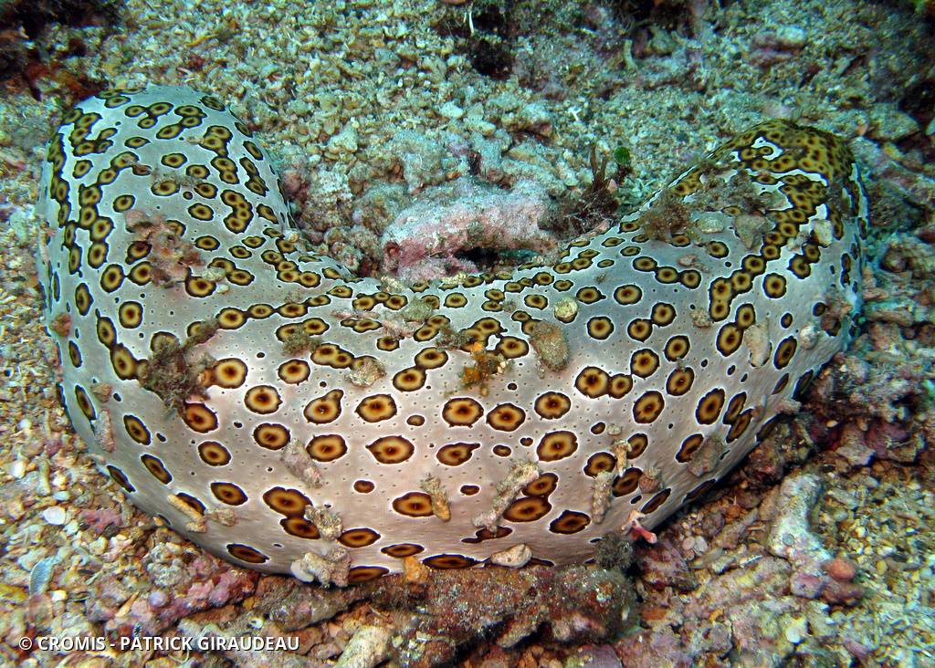 Holothurie léopard